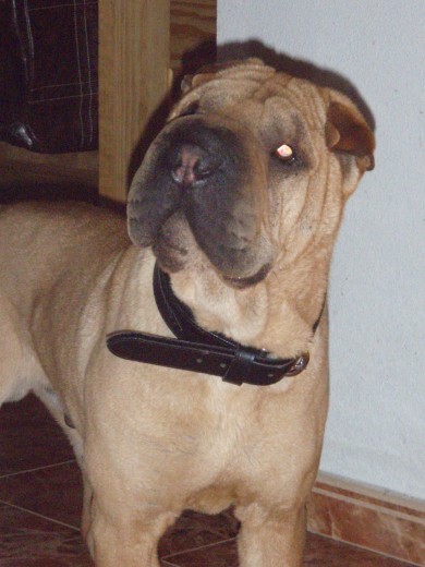 rocco seriote